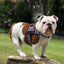 The Rebel With Paws Complete Walk Kit — Harness + Leash Bundle