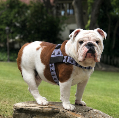 The Rebel With Paws Complete Walk Kit — Harness + Leash Bundle