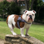 "The Rebel With Paws" Rocco Fonzarelli Tribute Harness - By Rollin With Rocco