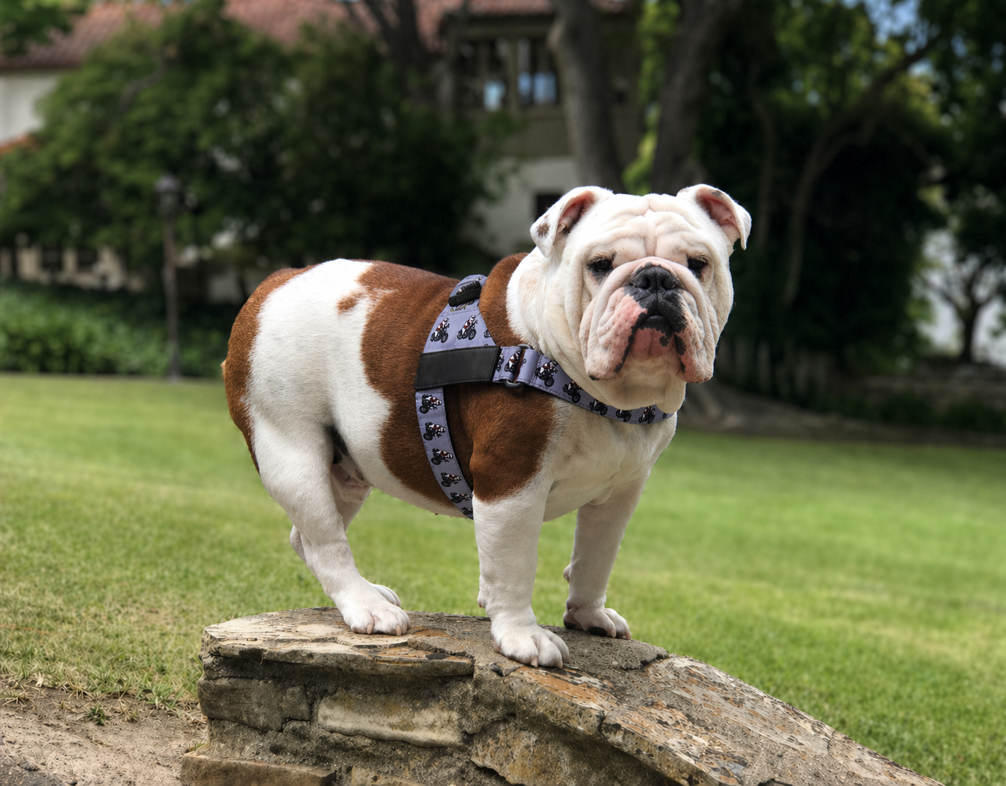 "The Rebel With Paws" Rocco Fonzarelli Tribute Harness - By Rollin With Rocco