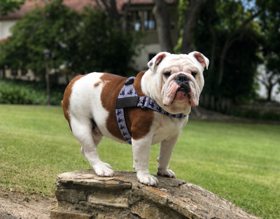 "The Rebel With Paws" Rocco Fonzarelli Tribute Harness - By Rollin With Rocco
