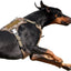 Tactical No-Pull Dog Harness with Handle, Reflective Adjustable Training Vest